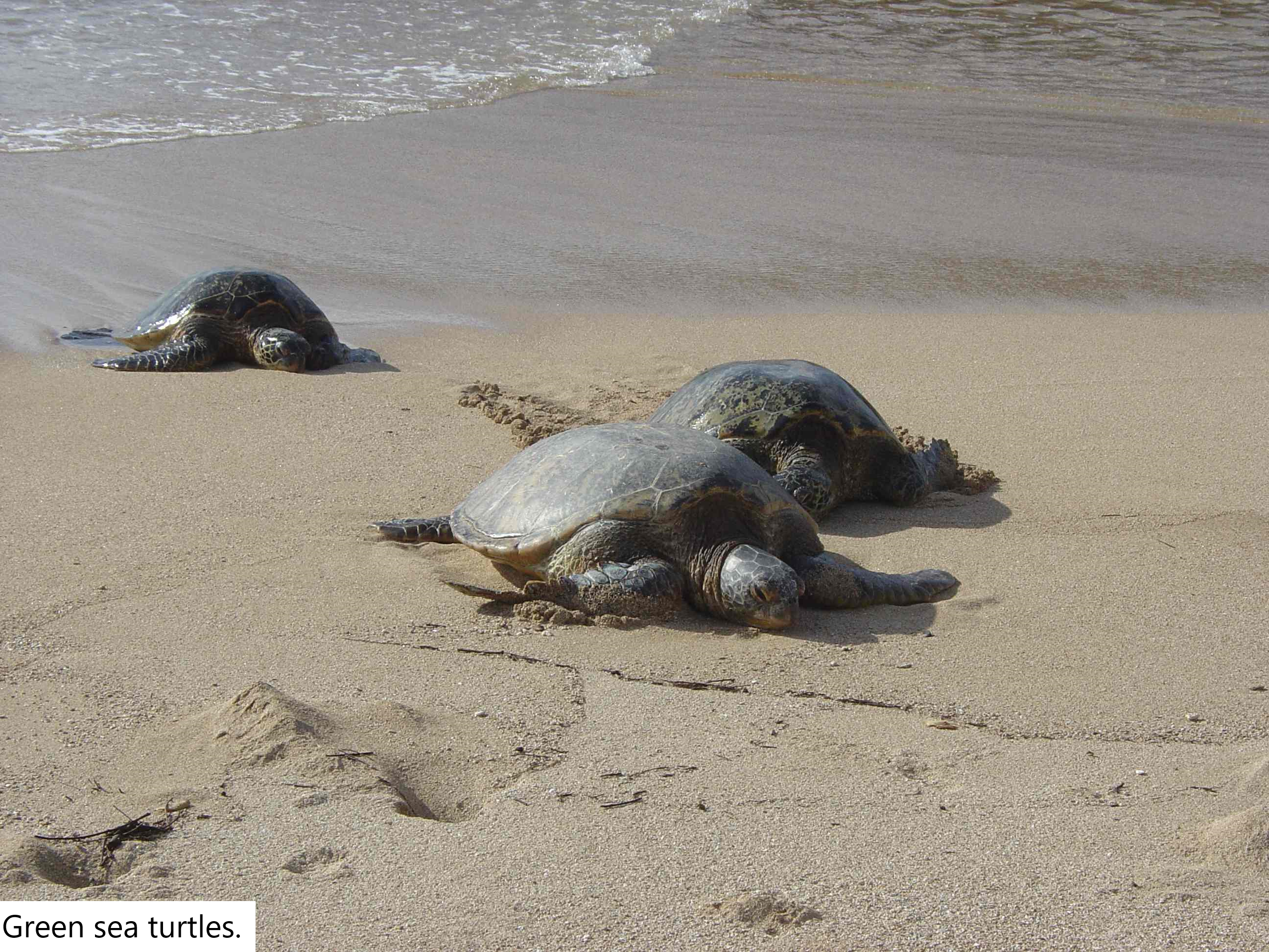 Green sea turtles.
